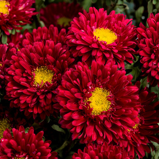 2,000 Aster Seeds Matsumoto Scarlet Cut Flower