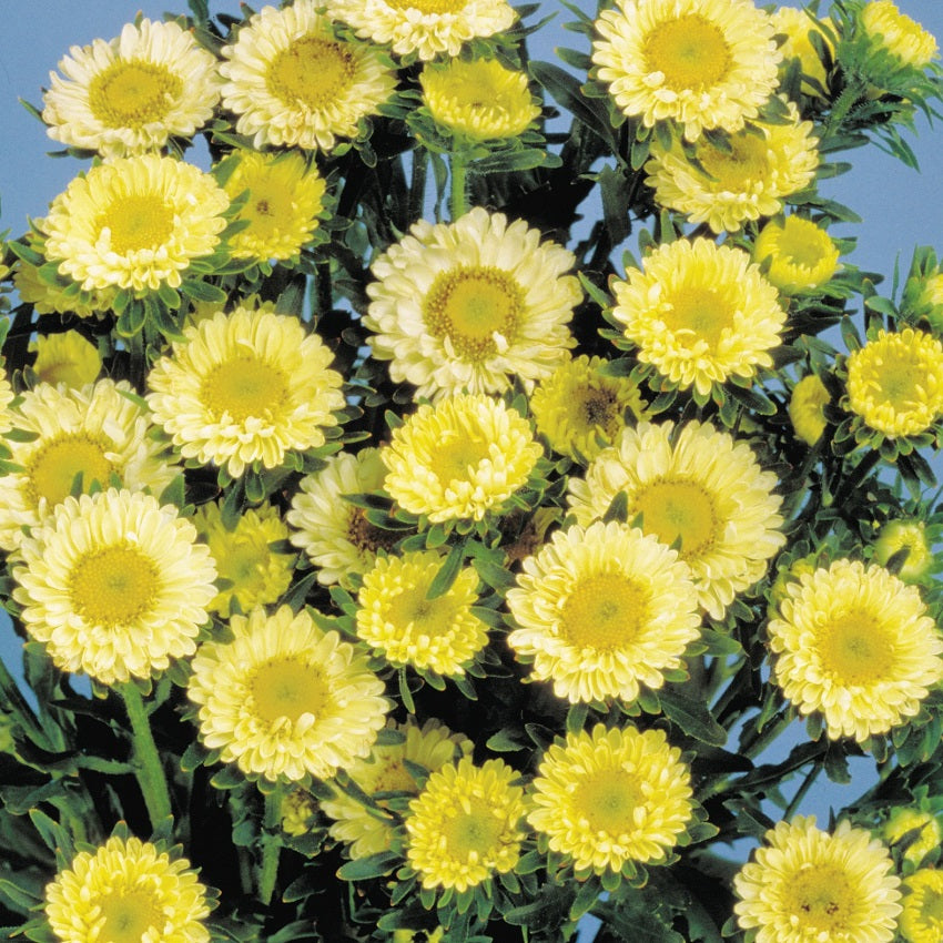 2,000 Aster Seeds Matsumoto Yellow Cut Flower