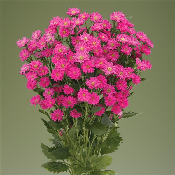 2,000 Aster Seeds Nina Plus Pink Cut Flower