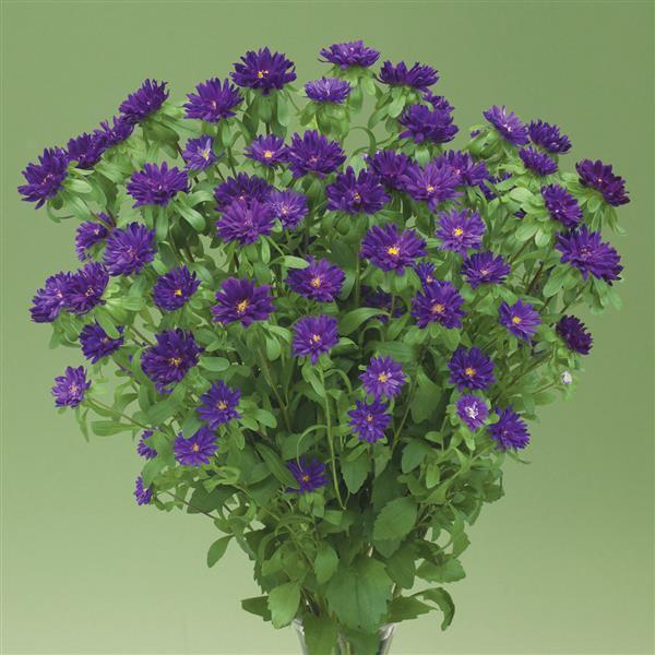 2,000 Aster Seeds Nina Plus Purple Cut Flower