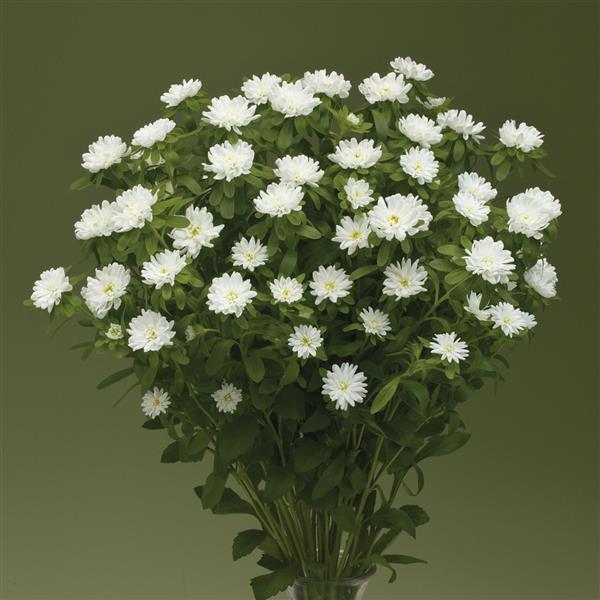 2,000 Aster Seeds Nina Plus White Cut Flower