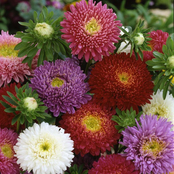 1,000 Aster Seeds Pixie Princess Mix Cut Flower