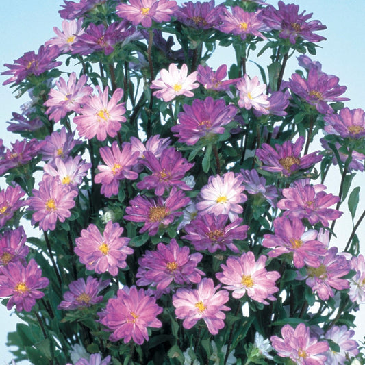 2,000 Aster Seeds Serenade Blue White Cut Flower