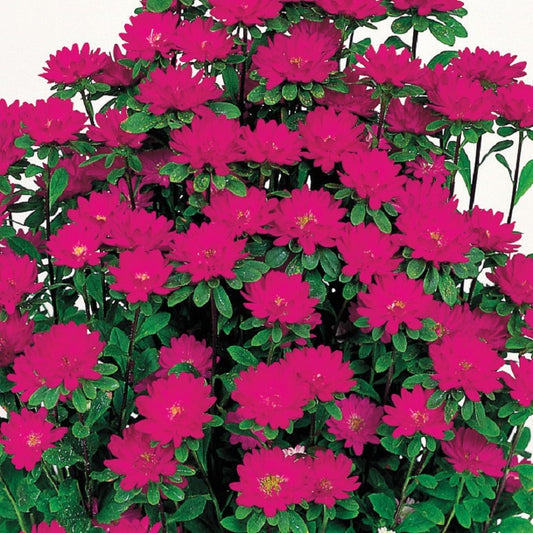 2,000 Aster Seeds Serenade Deep Rose Cut Flower