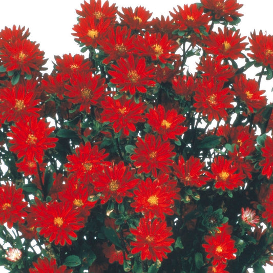 2,000 Aster Seeds Serenade Red Cut Flower