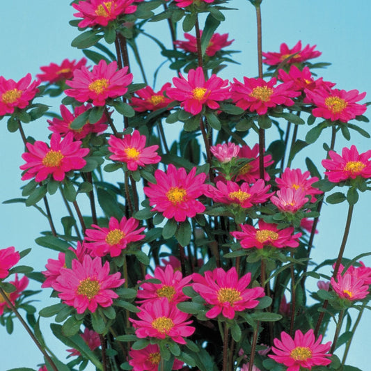 2,000 Aster Seeds Serenade Rose Cut Flower