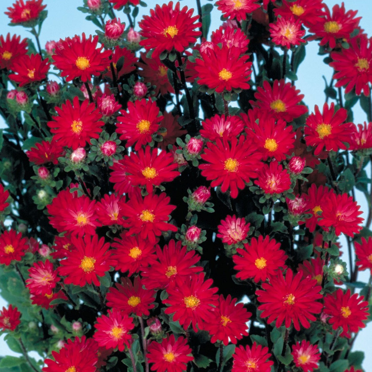 2,000 Aster Seeds Serenade Scarlet Cut Flower