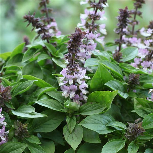 1,000 Basil Seeds Floral Spice Lavender Herb Seeds