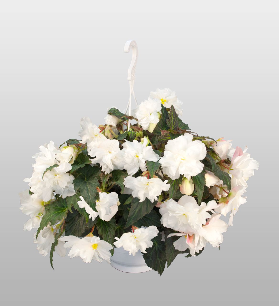 Tuberous Begonia Seeds Begonia Nonstop Joy Mocca White Pelleted Seeds