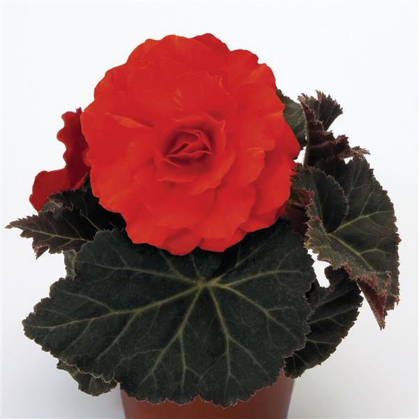 Tuberous Begonia Seeds Begonia Nonstop Mocca Deep Orange Pelleted Seeds