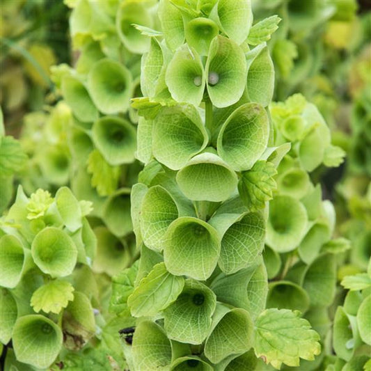 Molucella Lavevis Bells Of Ireland Seeds Cut Flower