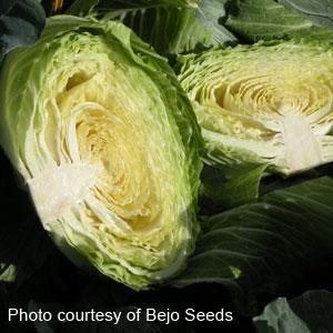 1,000 Cabbage Seeds Big Flat Head Vegetable Seeds