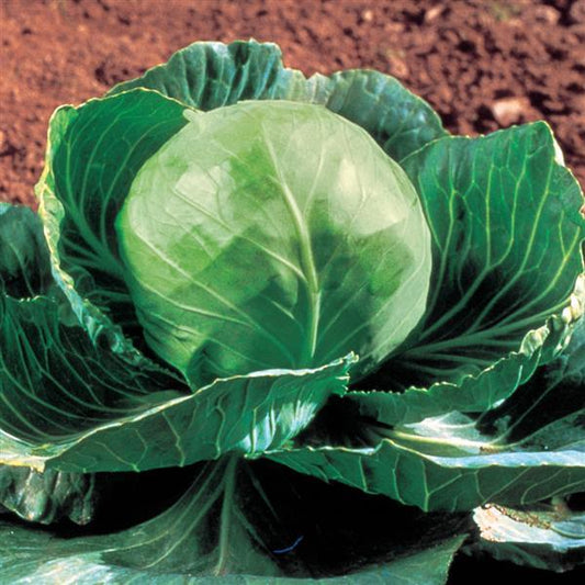 1,000 Cabbage Seeds Golden Cross Vegetable Seeds