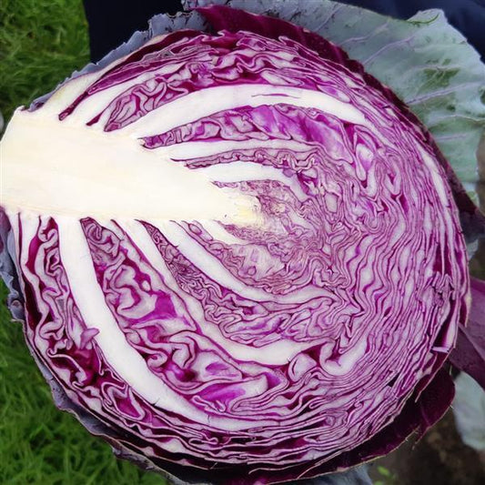 1,000 Cabbage Seeds Riva Vegetable Seeds