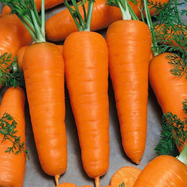 Carrot Seeds Carrot Chantenay Vegetable Seeds