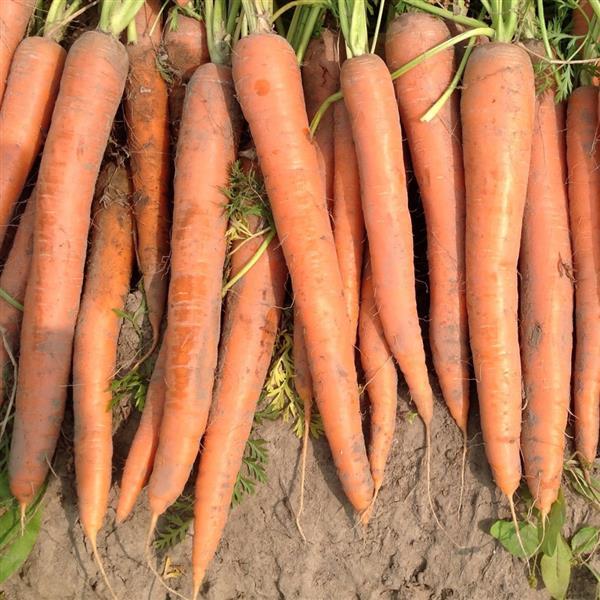 Carrot Seeds Carrot Orange Blaze Vegetable Seeds