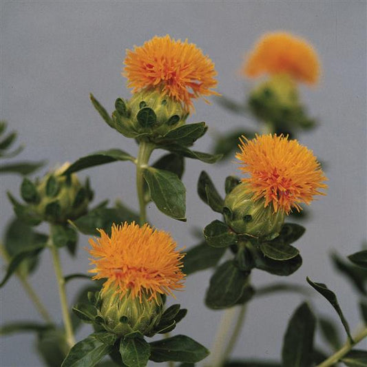 1,000 Carthamus Seeds Grenade Orange Flower Seeds