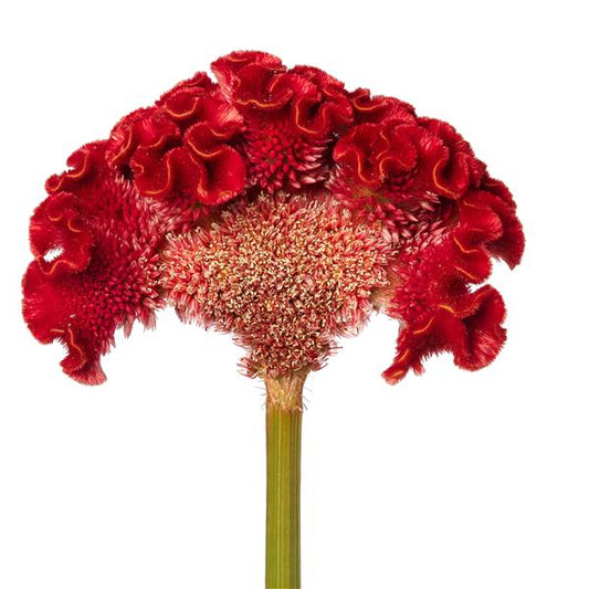 Celosia Seeds Celosia Act Copper Red Cut Flower