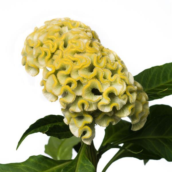 Celosia Seeds Celosia Act Lemon Cut Flower