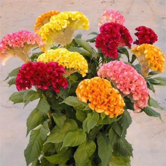 Celosia Seeds Celosia Act Mix Cut Flower