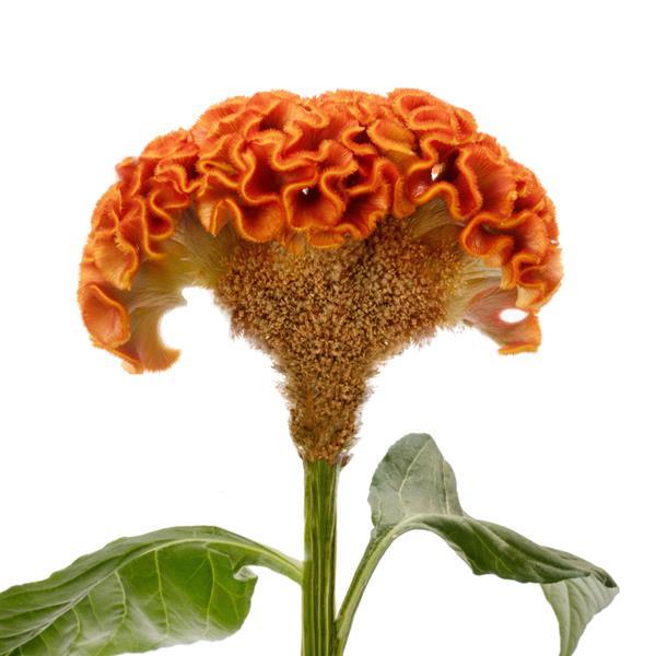 Celosia Seeds Celosia Act Orange Cut Flower