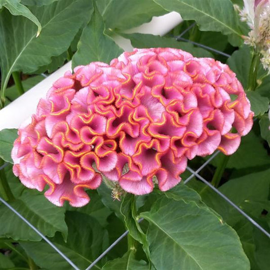 Celosia Seeds Celosia Act Pink Cut Flower