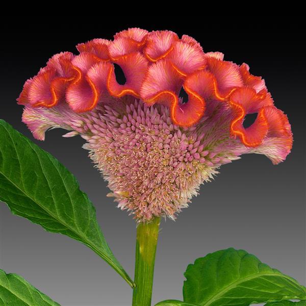 Celosia Seeds Celosia Act Rose Cut Flower