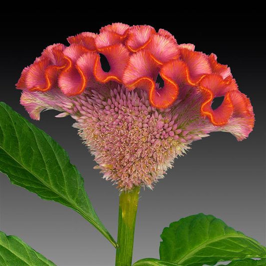 Celosia Seeds Celosia Act Rose Orange Rim Cut Flower