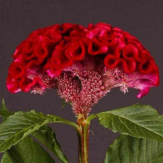 Celosia Seeds Celosia Act Velvet Cut Flower