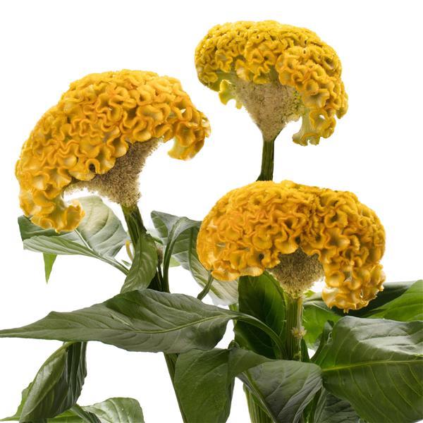 Celosia Seeds Celosia Act Yellow Cut Flower