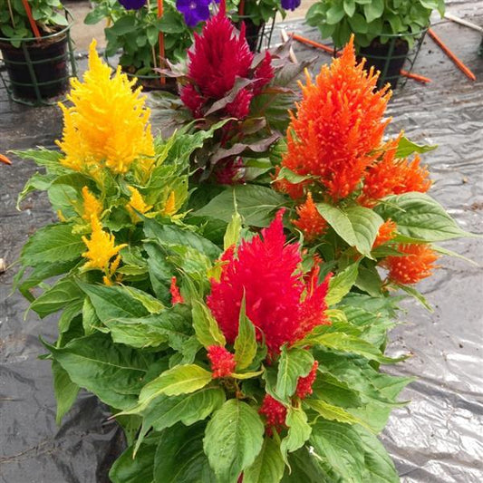 1,000 Celosia Seeds Arrabona Mix Flower Seeds