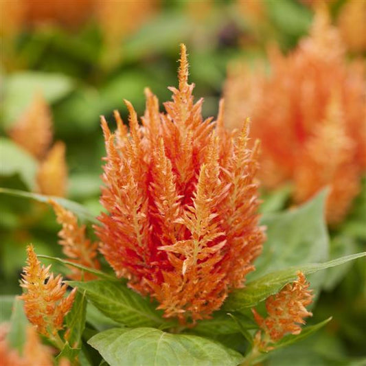 1,000 Celosia Seeds Arrabona Orange Flower Seeds