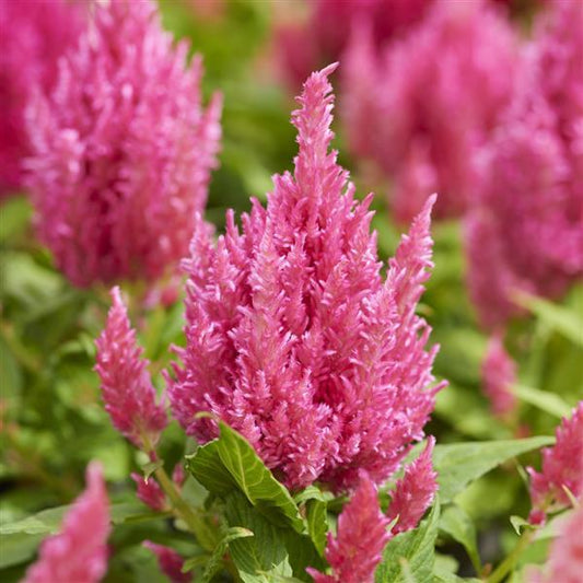 1,000 Celosia Seeds Arrabona Pink Flower Seeds