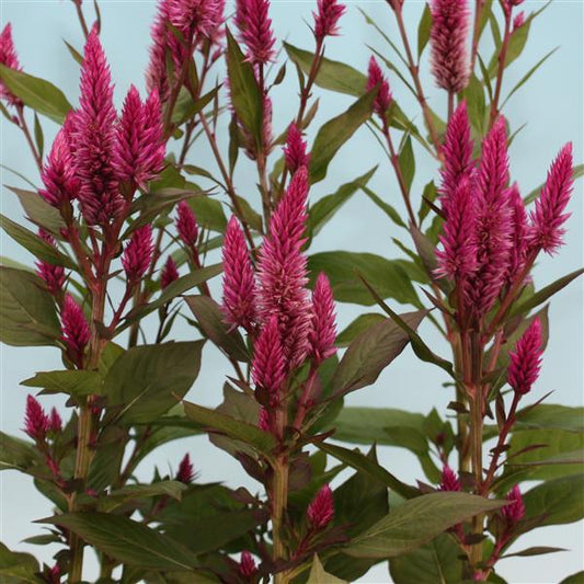 1,000 Celosia Seeds Asian Garden Cut Flower