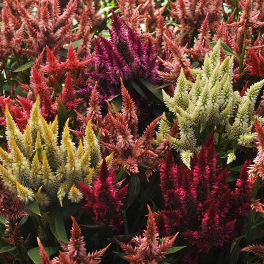 Pelleted Celosia Seeds Celosia Celway™ Mix Cut Flower