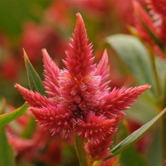 Pelleted Celosia Seeds Celosia Celway™ Orange Cut Flower