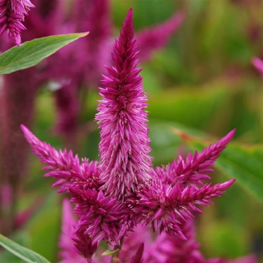 Pelleted Celosia Seeds Celosia Celway™ Purple Cut Flower