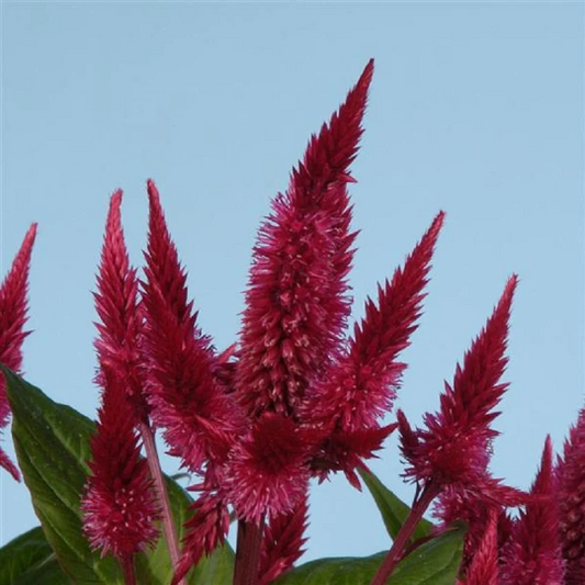 Pelleted Celosia Seeds Celosia Celway™ Red Cut Flower