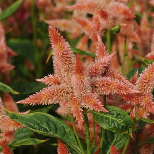 Pelleted Celosia Seeds Celosia Celway™ Salmon Cut Flower