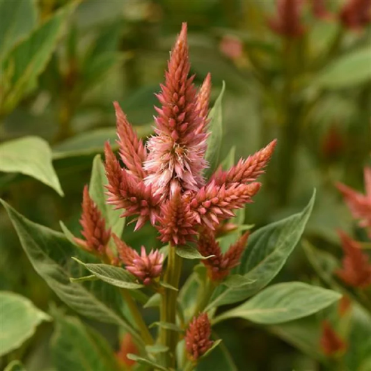 Pelleted Celosia Seeds Celosia Celway™ Terracotta Cut Flower