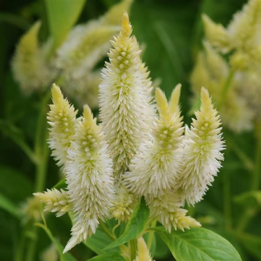 Pelleted Celosia Seeds Celosia Celway™ White Cut Flower