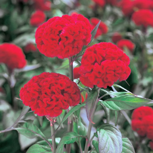 1,000 Celosia Seeds Celosia Kurume New Scarlet Cut Flower