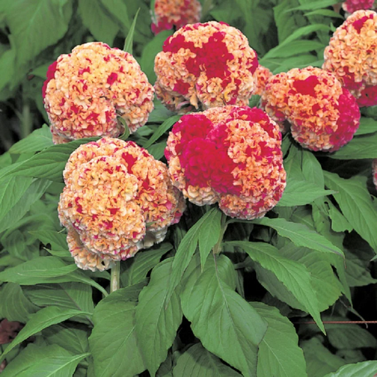 1,000 Celosia Seeds Celosia Kurume Corona Cut Flower