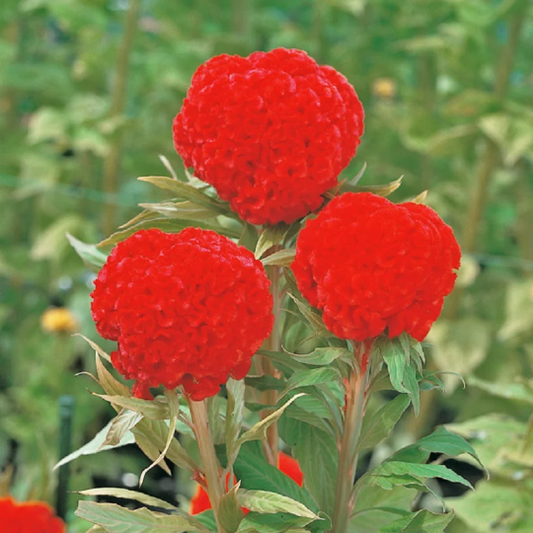 1,000 Celosia Seeds Celosia Kurume Orange Red Cut Flower