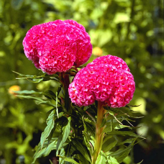 1,000 Celosia Seeds Celosia Kurume Rose Cut Flower