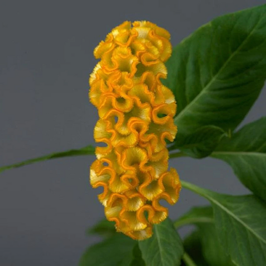 Pelleted Celosia Seeds Celosia Neo™ Gold Cut Flower