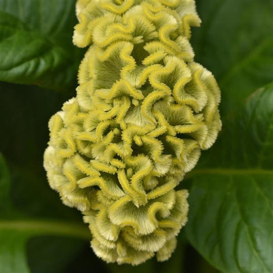 Pelleted Celosia Seeds Celosia Neo™ Green Cut Flower