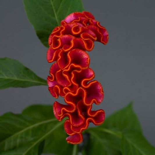 Pelleted Celosia Seeds Celosia Neo™ Orange Cut Flower