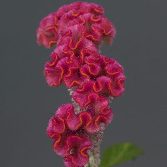 Pelleted Celosia Seeds Celosia Neo™ Pink Cut Flower