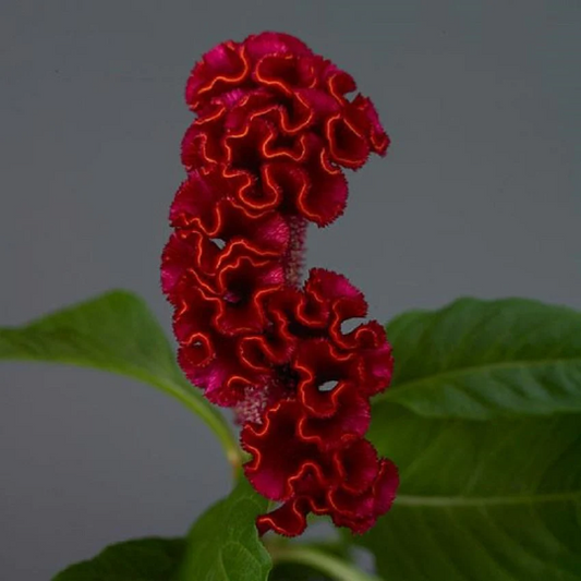 Pelleted Celosia Seeds Celosia Neo™ Red Cut Flower